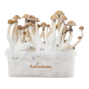 Fresh Mushrooms® Magic Mushroom Grow Kit Mexicaanse XP