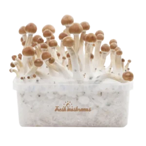 Paddo kweekset B+ XP van FreshMushrooms®