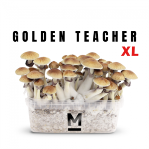 Paddo kweekset Golden Teacher van Mondo