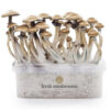 Paddo kweekset Golden Teacher XP van FreshMushrooms®